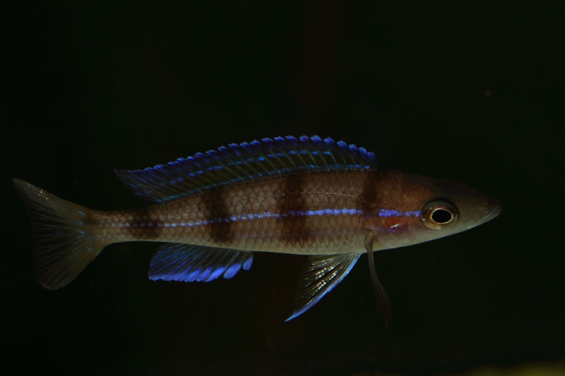 Paracyprichromis sp. 'ammelrooyi' Ikola